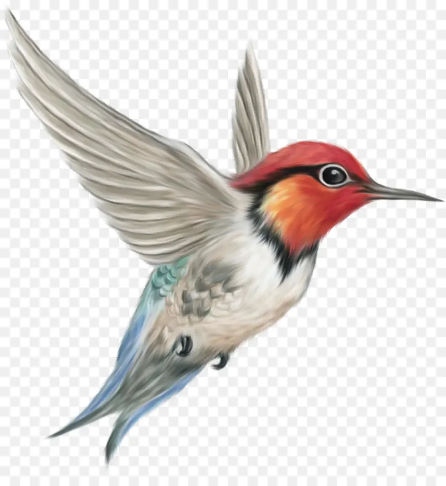 Pájaro，Colibrí PNG