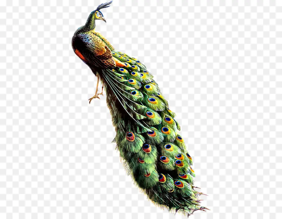 Pájaro，Pavo Real PNG