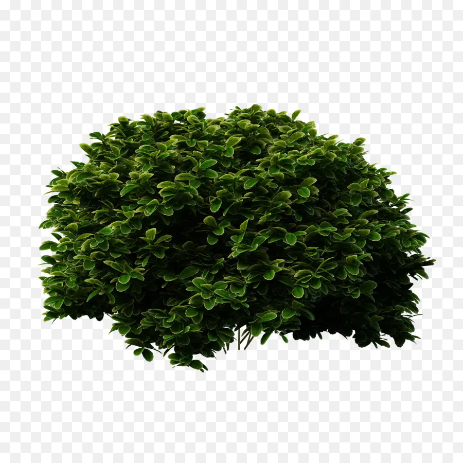 Arbusto，árbol PNG