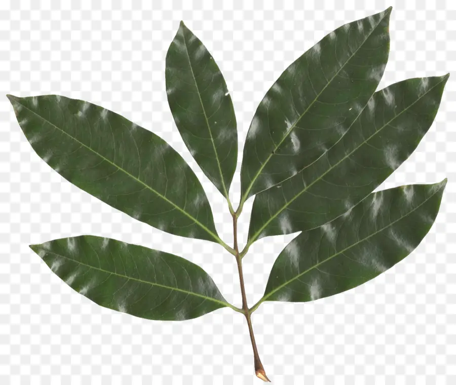 Sapindaceae，Lichi PNG