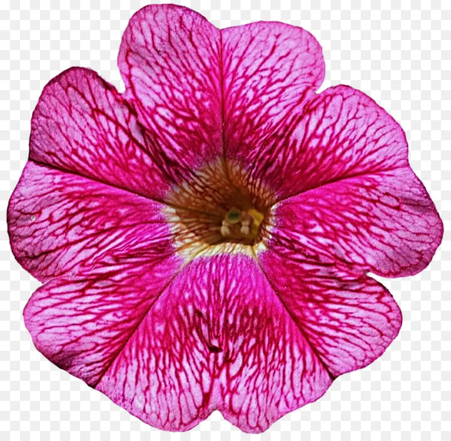 Petunia，Flor PNG