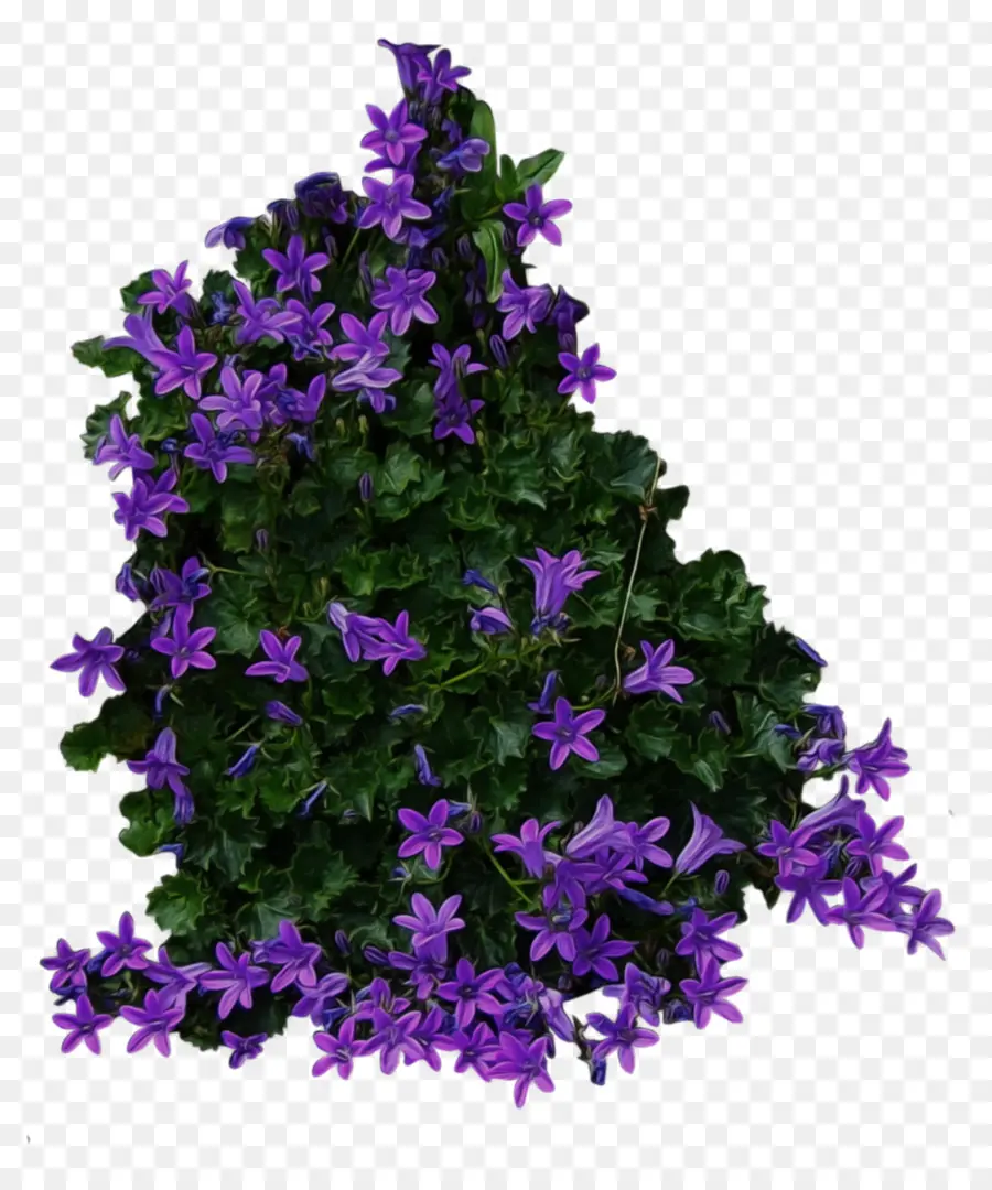 Flores Moradas，Naturaleza PNG