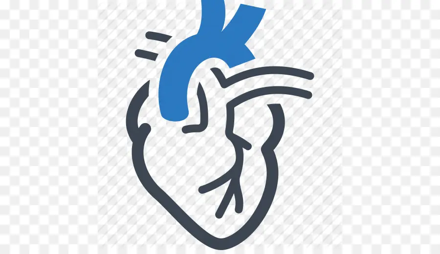 Corazón，Anatomía PNG