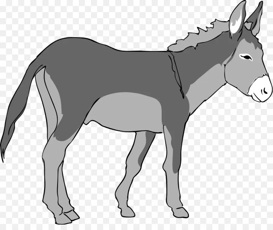 Burro，Libre De Contenido PNG