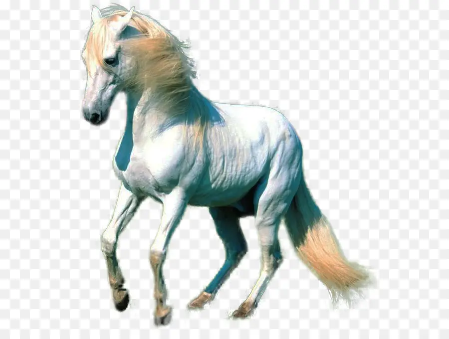 American Paint Horse，Akhalteke PNG