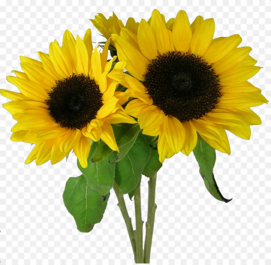 Girasoles Amarillos，Naturaleza PNG