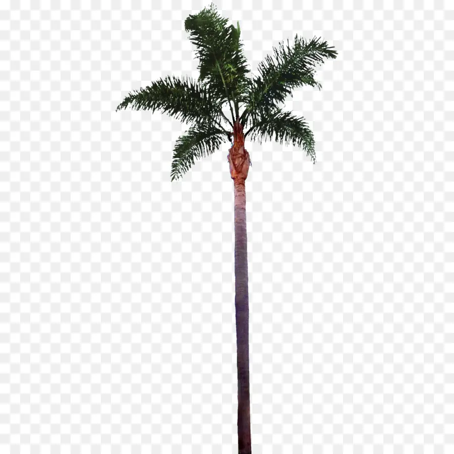 Palmera，Tropical PNG