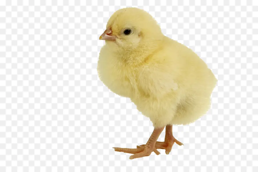 Pollo，Duck PNG