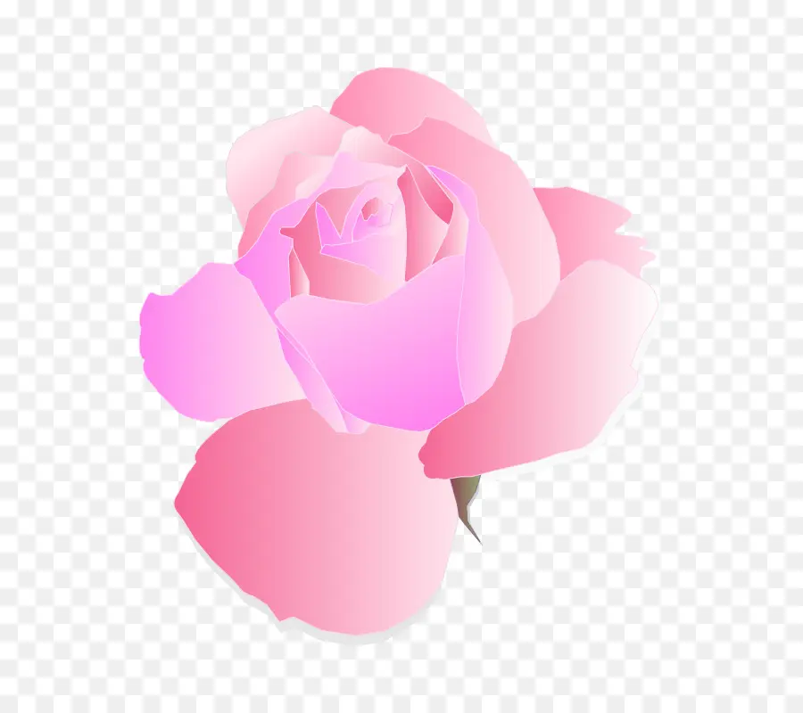 Rosa Rosa，Florecer PNG