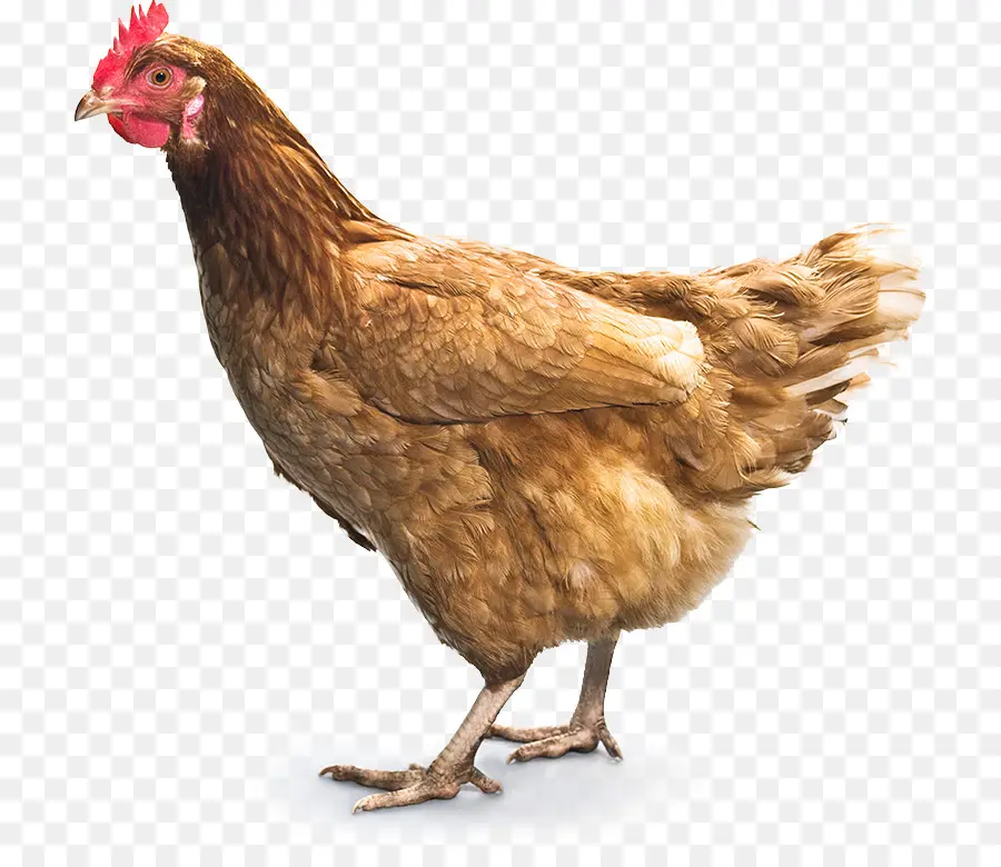 Pollo，Pollo Al Curry PNG