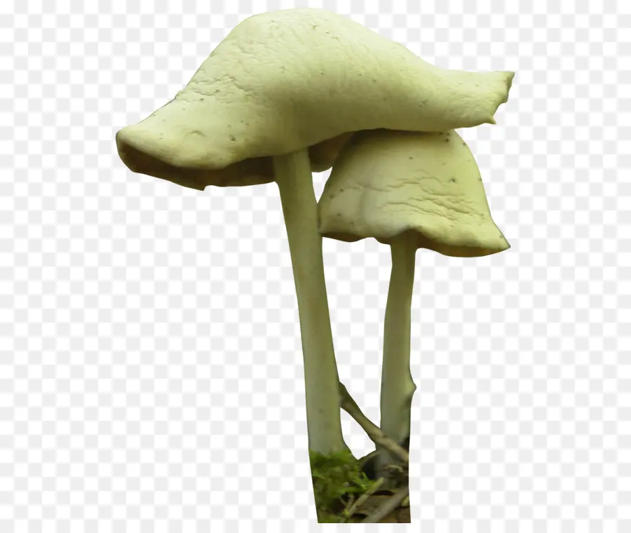 Hongos，Naturaleza PNG