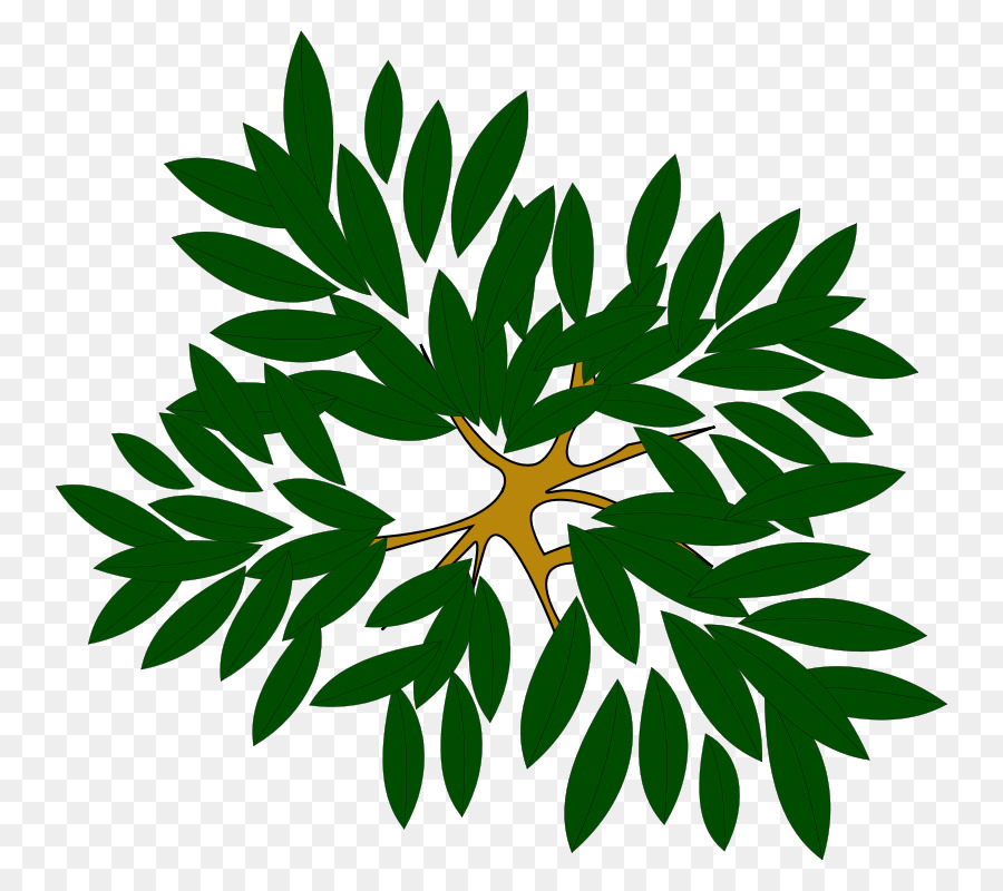 árbol，Arbusto PNG