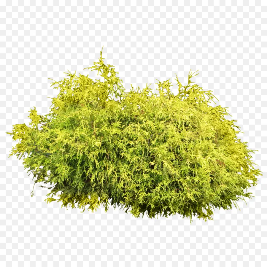 Arbusto，árbol PNG