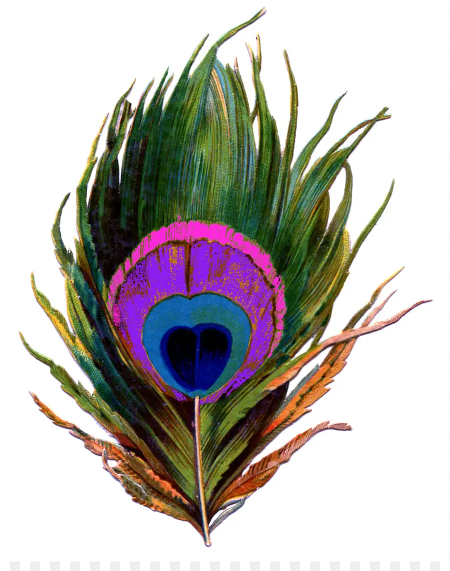 Pluma De Pavo Real，Vistoso PNG