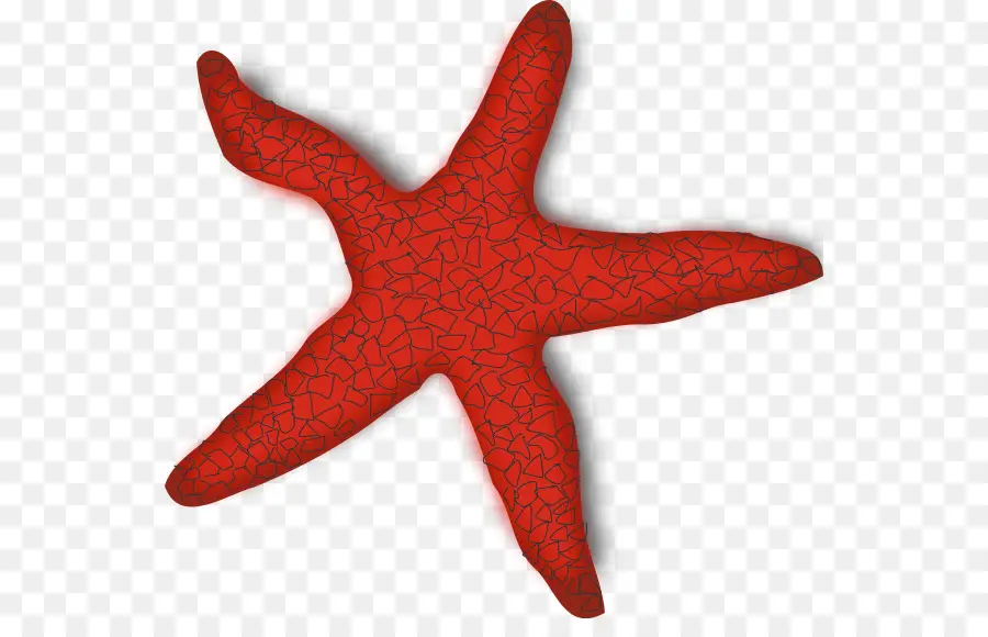 Estrella De Mar Roja，Mar PNG