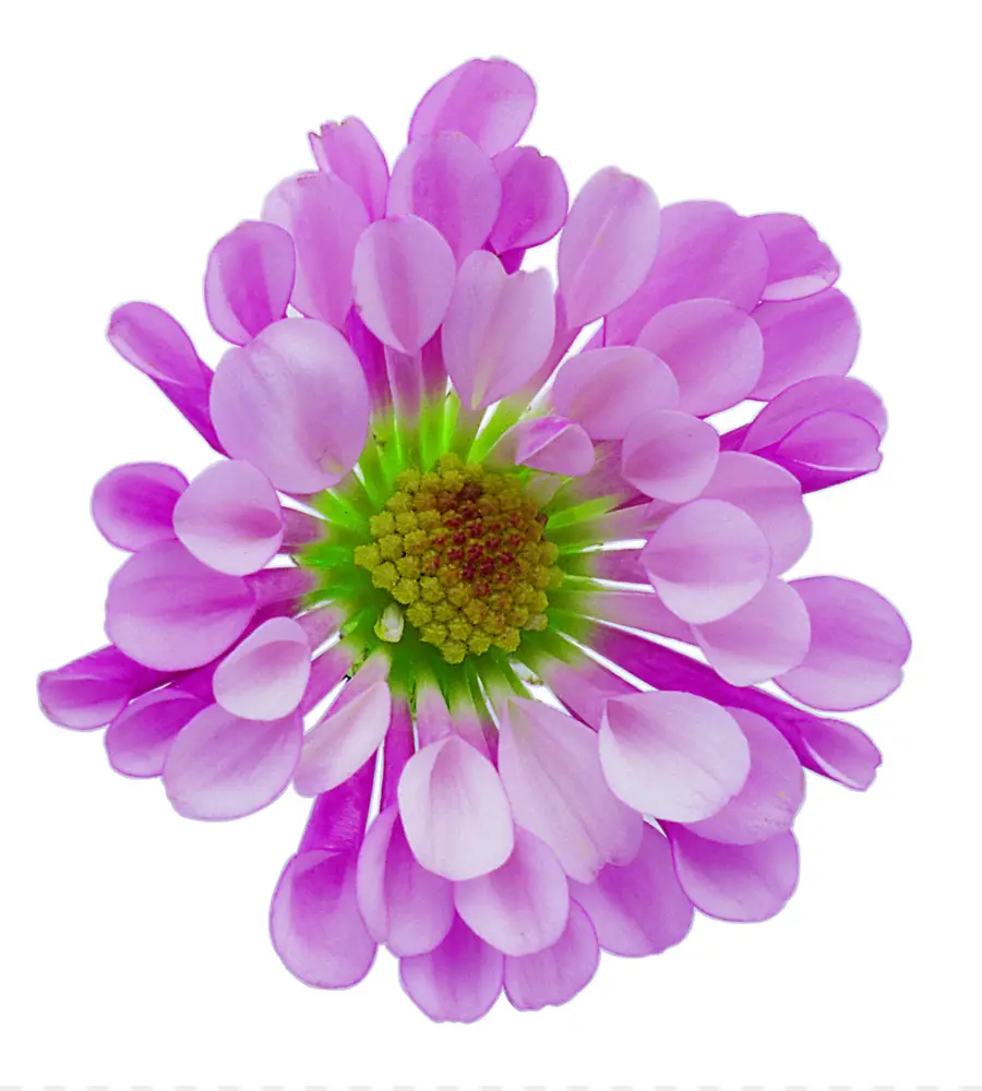 Flor，La Resolución De La Imagen PNG