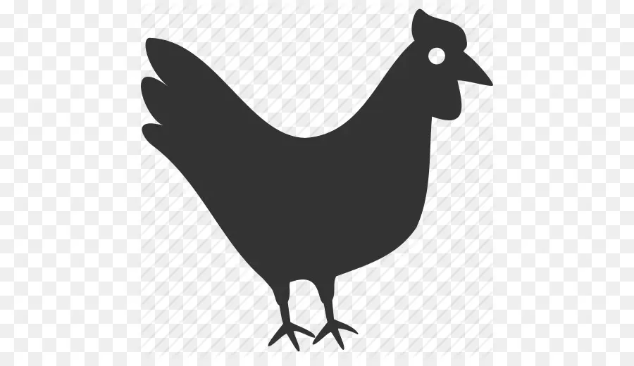 Pollo，Pájaro PNG