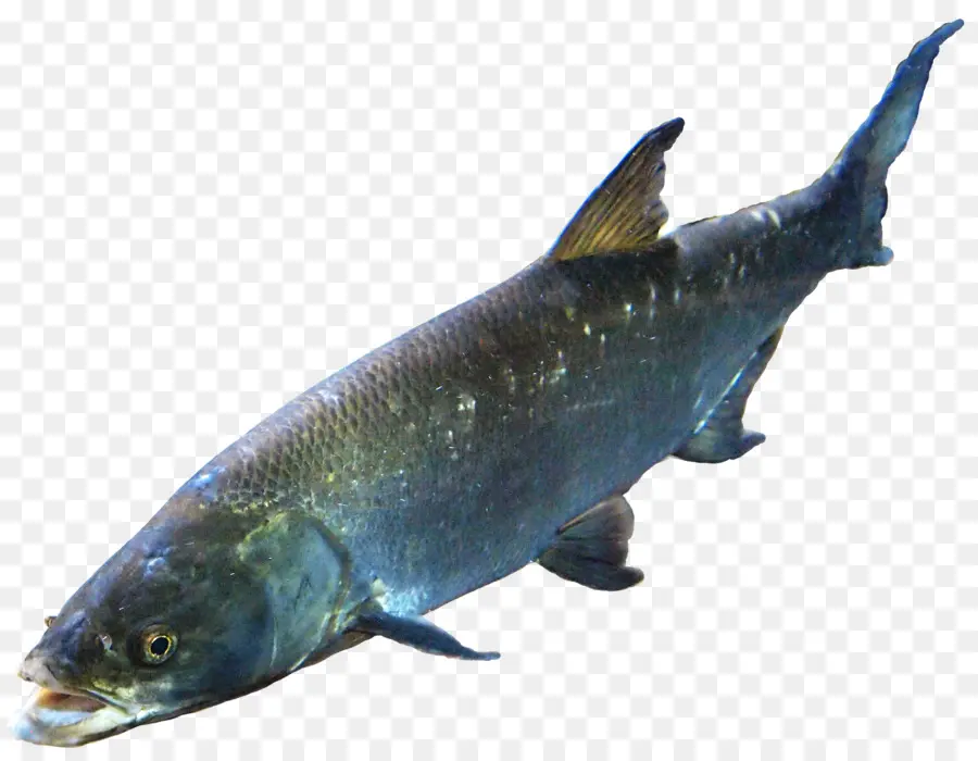 Salmón，Los Peces PNG