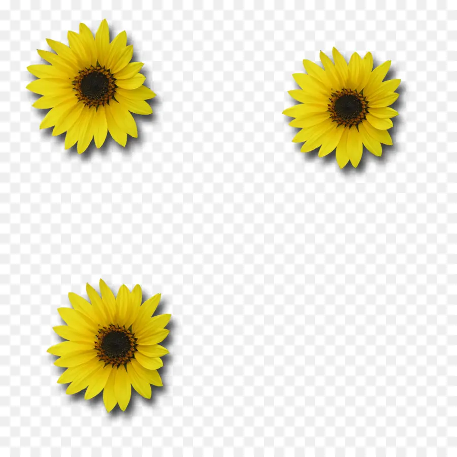 Girasoles，Amarillo PNG