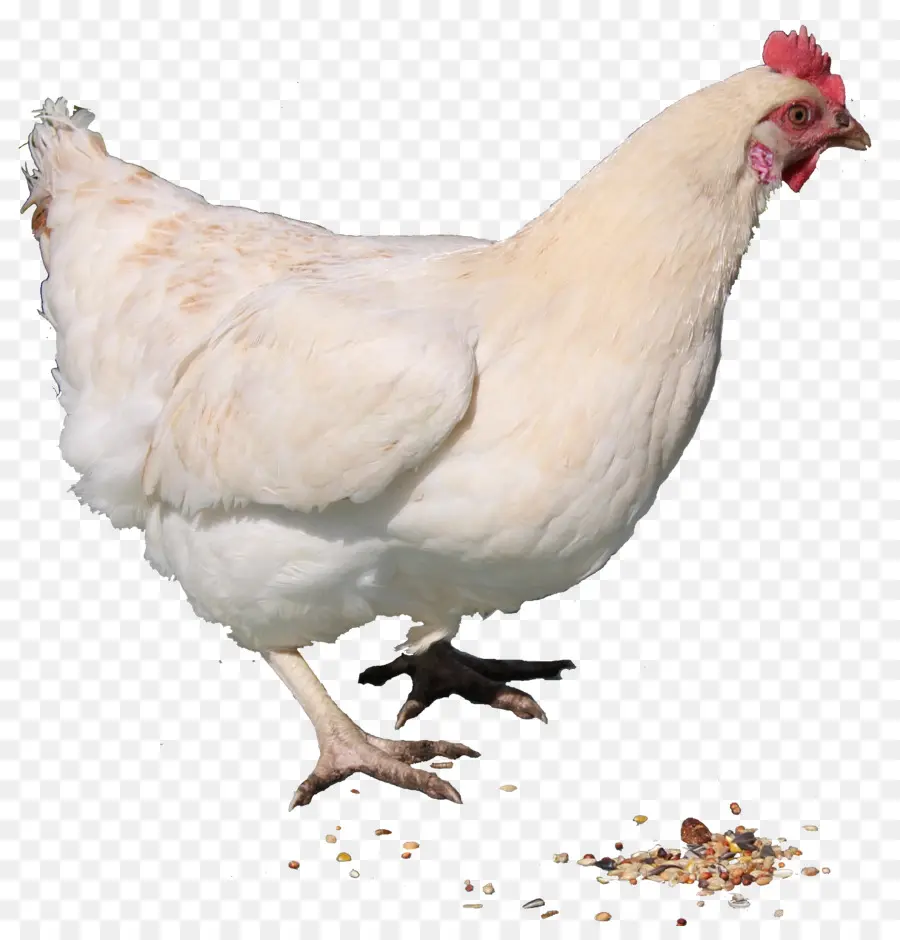 Pollo，Pollo Al Curry PNG