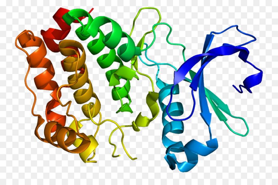 Estructura De La Proteína，Molécula PNG