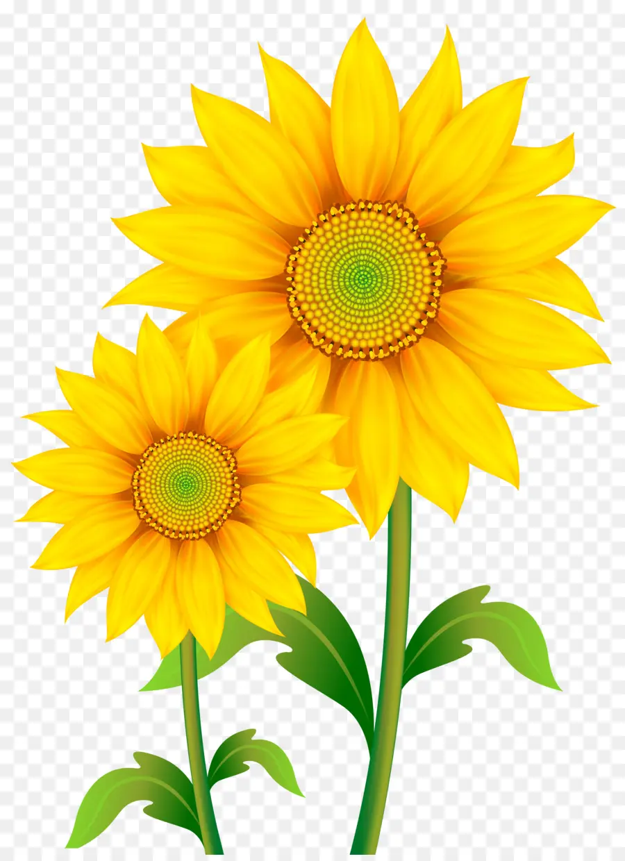 Común De Girasol，Dibujo PNG