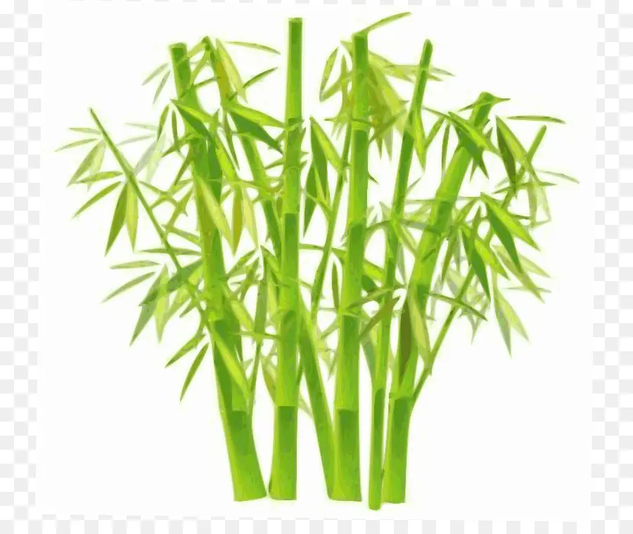 Bamboo，Plant PNG