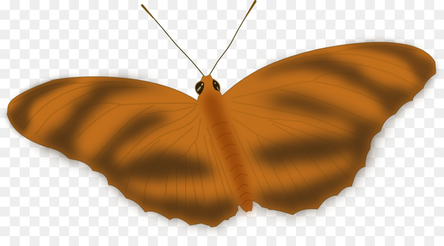 Mariposa Marrón，Alas PNG