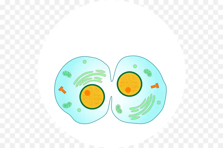 La Mitosis，La Citocinesis PNG