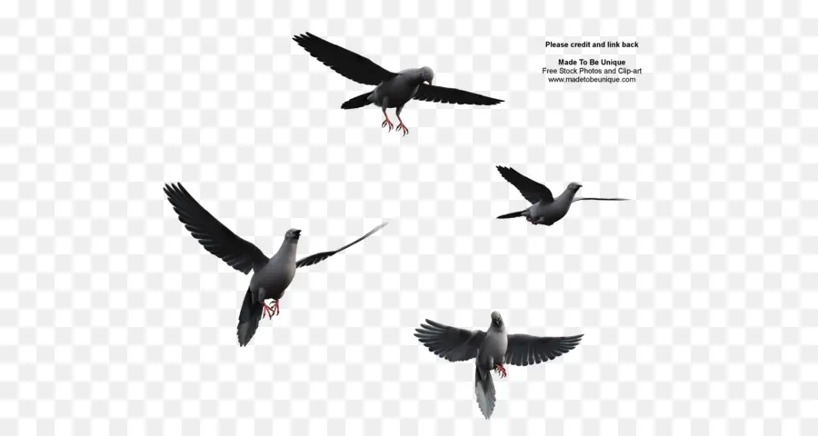 Palomas，Vuelo PNG