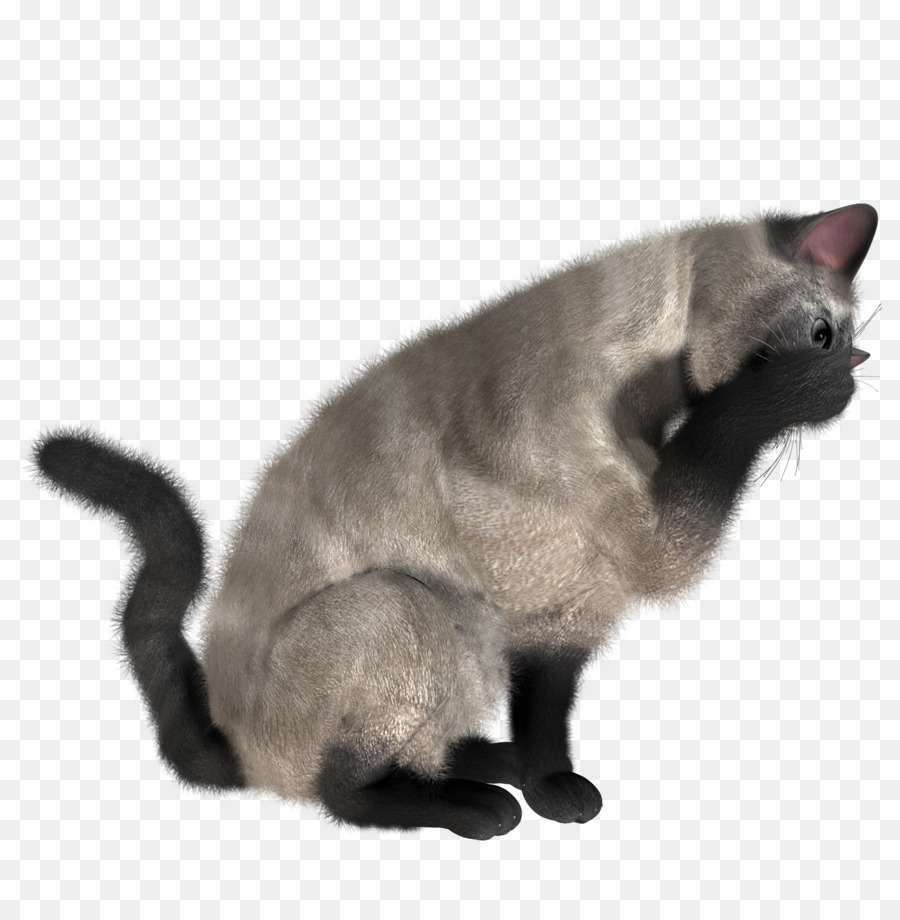 Gato，Felidae PNG