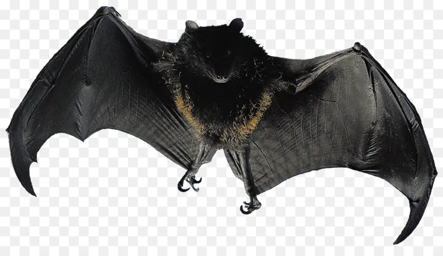 Bat，Vuelo PNG