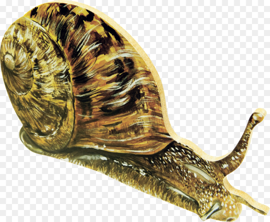 Caracol，Dibujo PNG