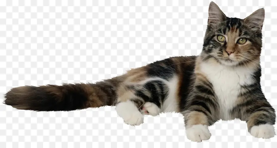 Gato，Gatito PNG