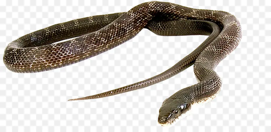 Serpiente Negra，Reptil PNG