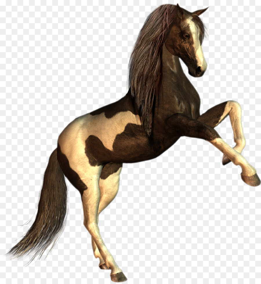 Fergana Caballo，Howrse PNG