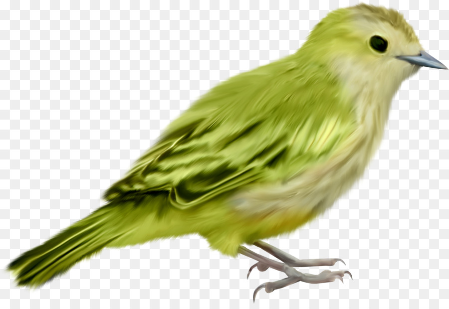 Lindo Pájaro，Plumas PNG