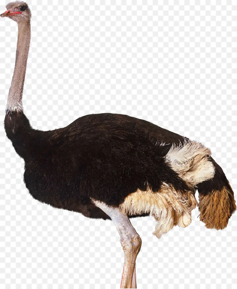 Avestruz Somalí，Pájaro PNG