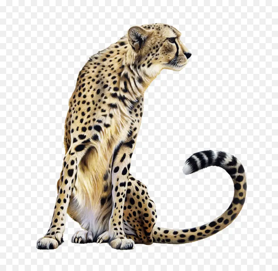 Cheetah，Leopard PNG