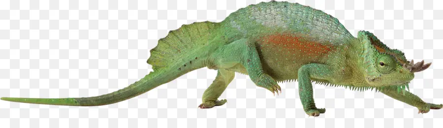 Lagarto，Los Camaleones PNG