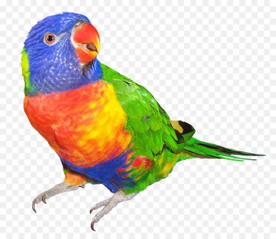 Loro Colorido，Loro PNG