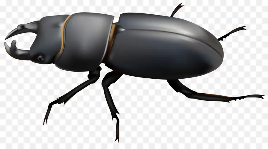 Escarabajo，Escarabajo De Estiércol PNG