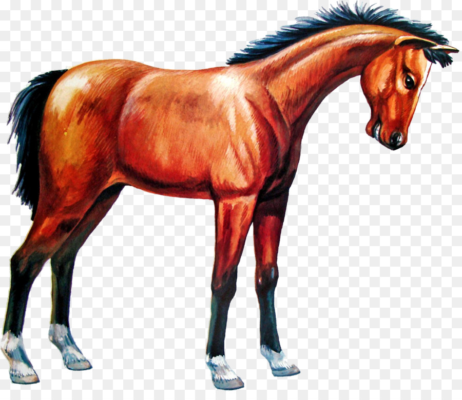 Caballo，Equino PNG