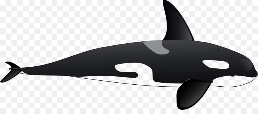 Orca，Ballena PNG