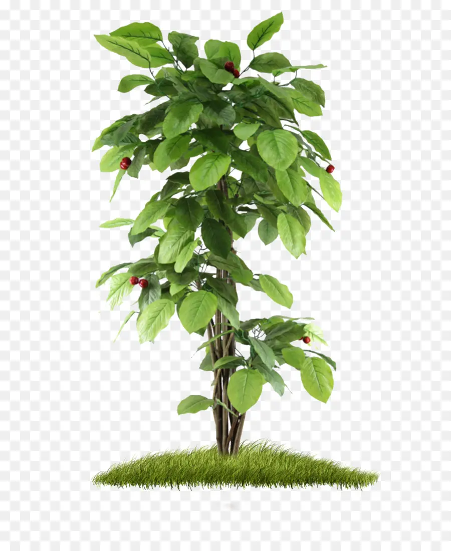 árbol，árbol De La Fruta PNG