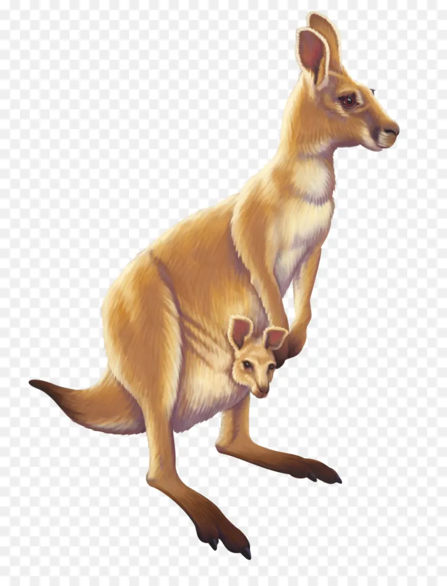 Canguro，Marsupial PNG