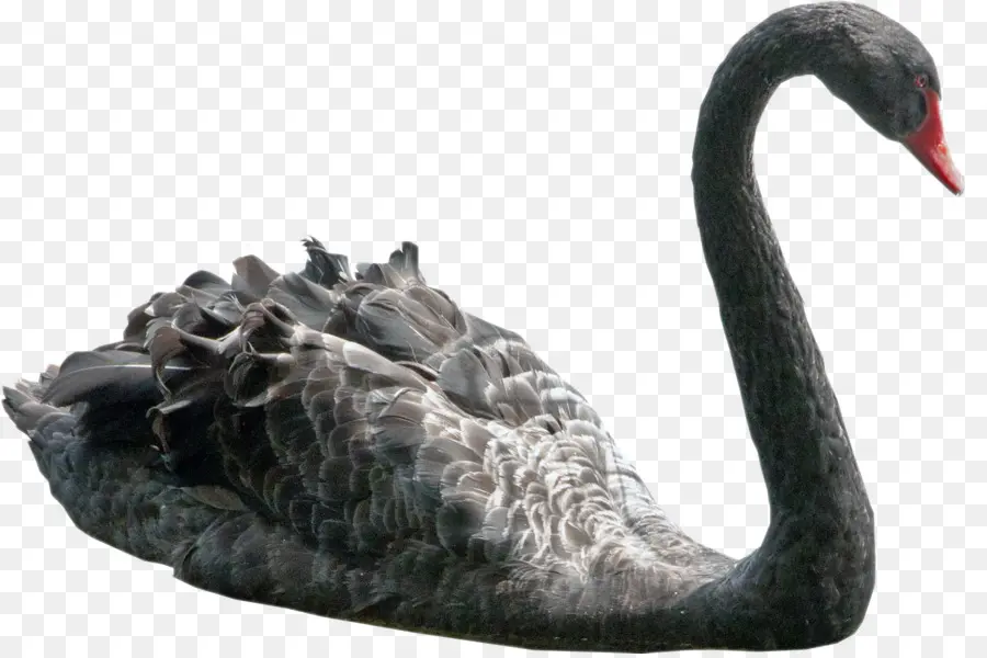 Cisne Negro，Pájaro PNG