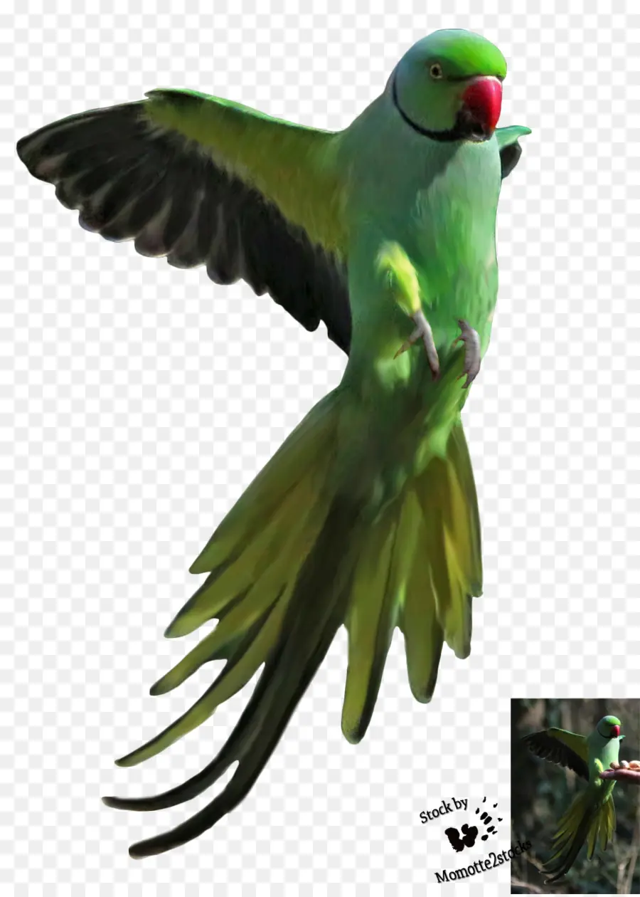 Loro Verde，Animal PNG