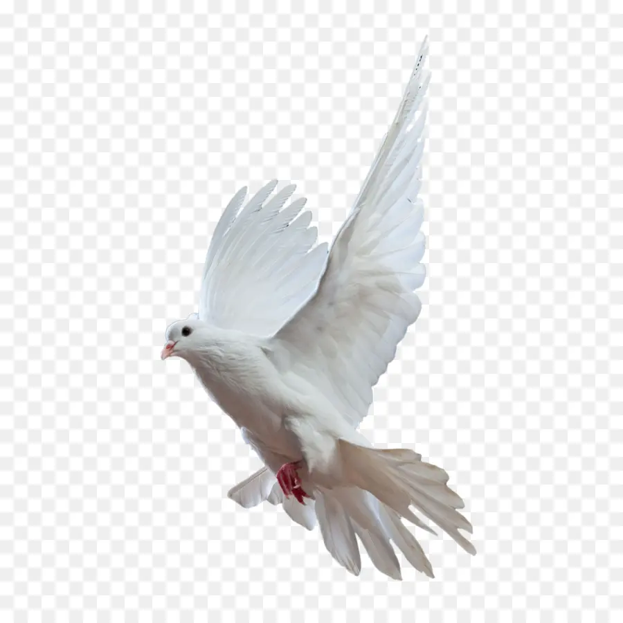 Rock Dove，Homing Pigeon PNG