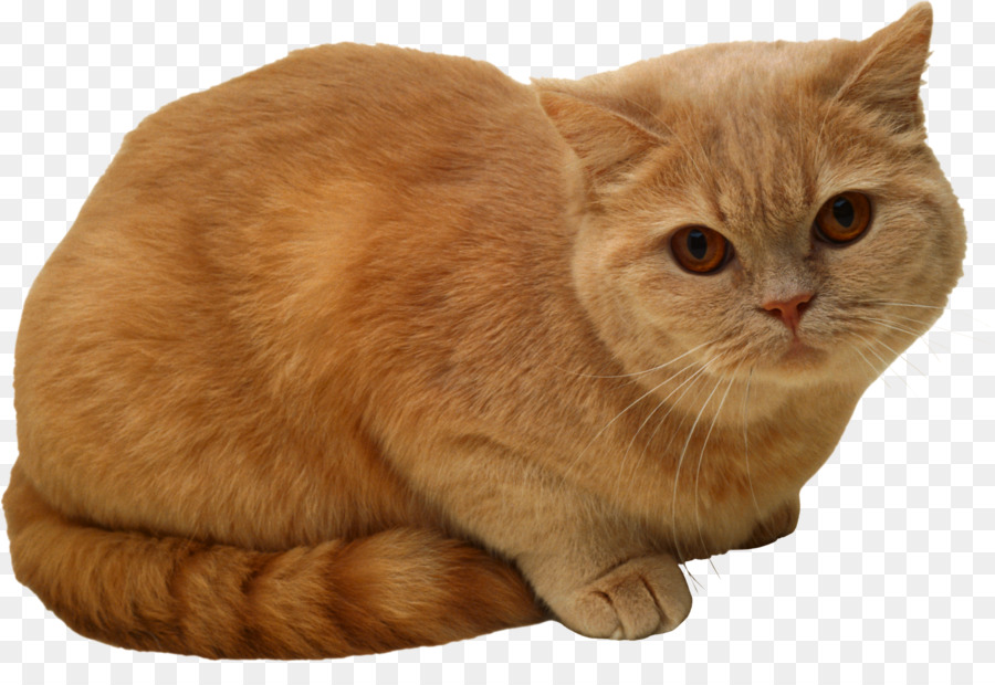 Gato，Gatito PNG